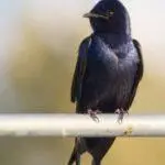 events-landmark-purple-martin