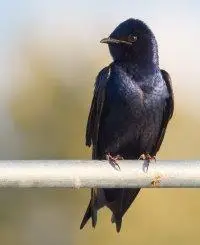 events-landmark-purple-martin
