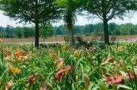 Headland Daylily Festival